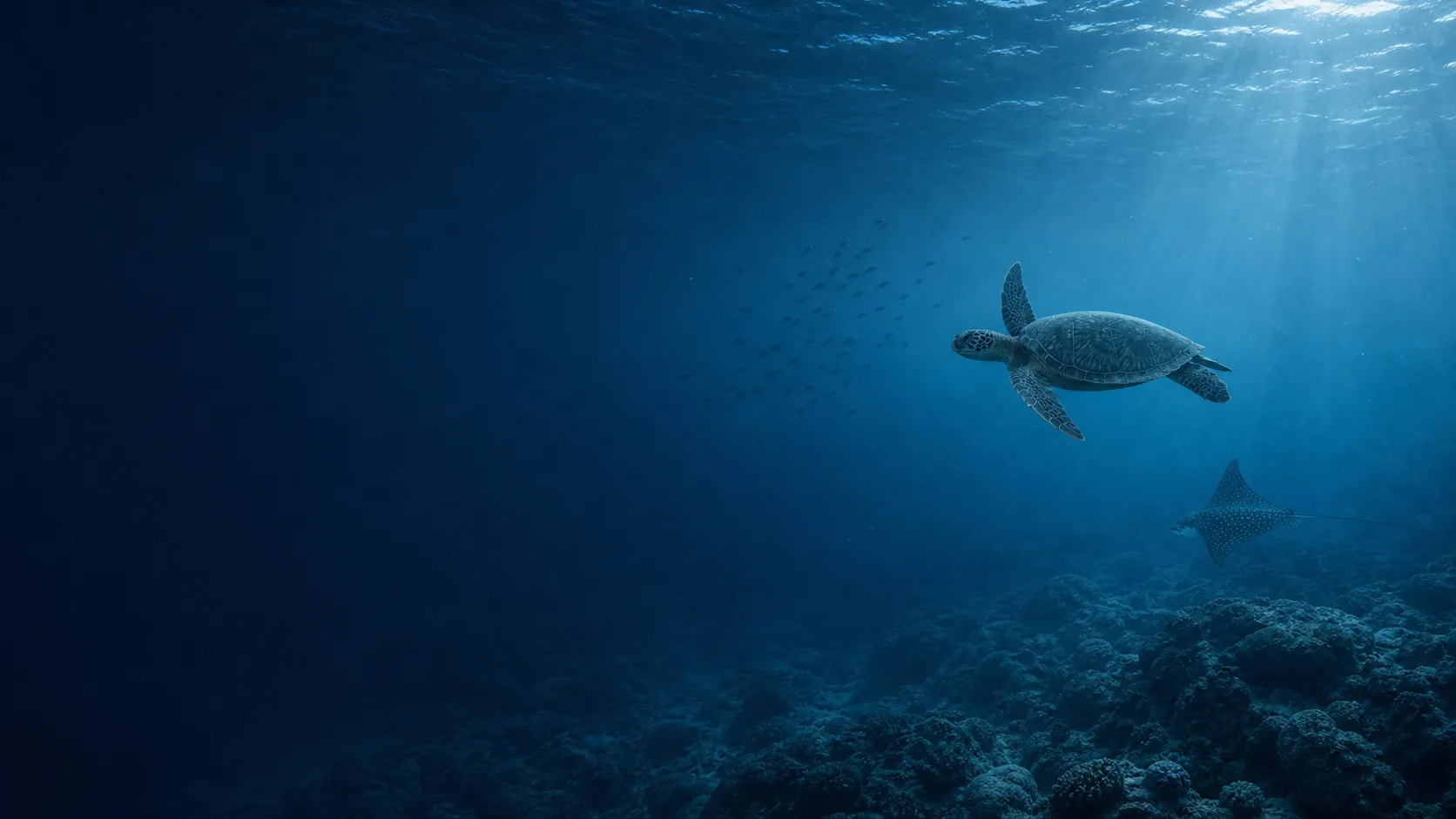 Sea turtle, eagle ray and fish in a healthy ocean environment